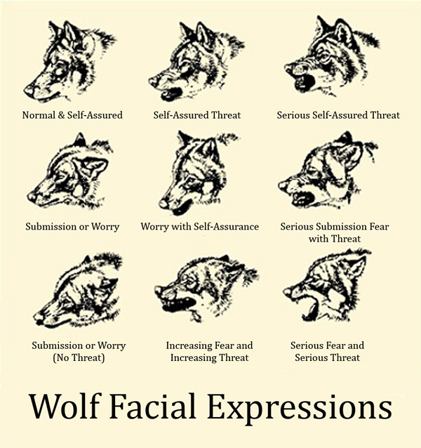 Facial Expressions